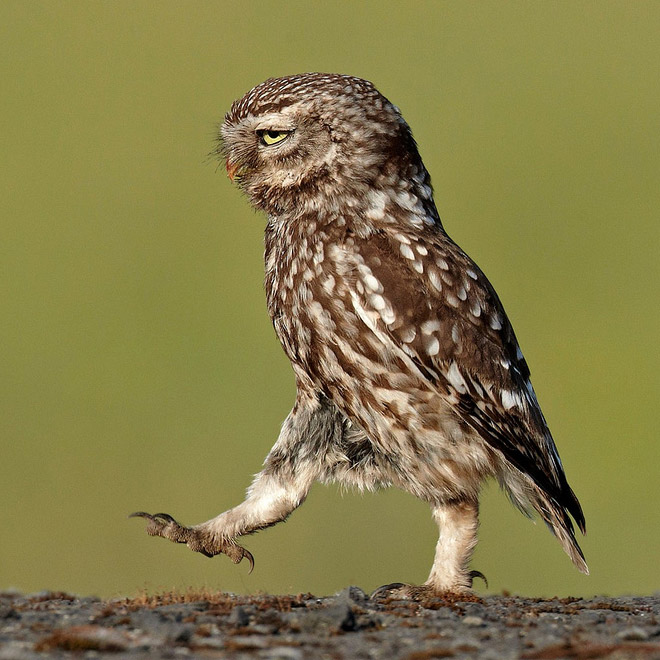 This owl seems to be quite busy.