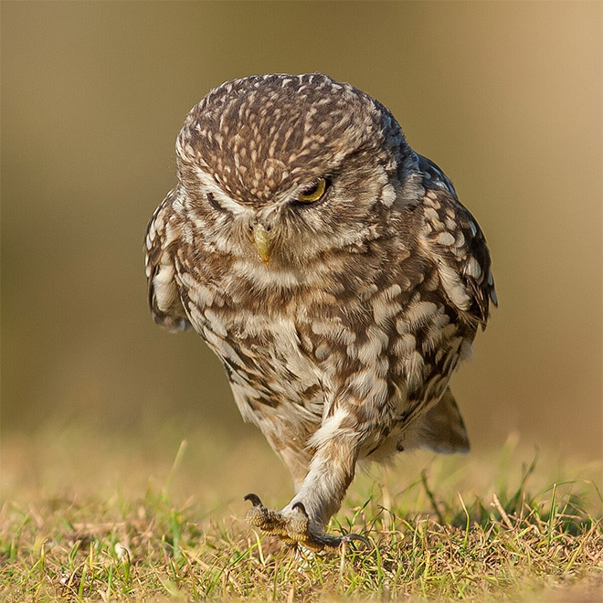 Grumpy walking owl.
