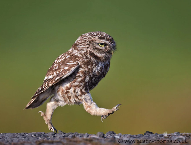 Funny walking owl.