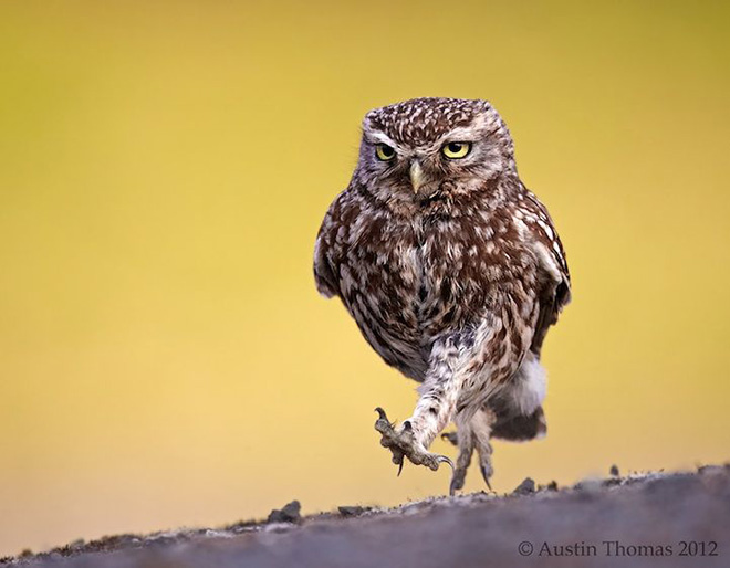 Grumpy walking owl.