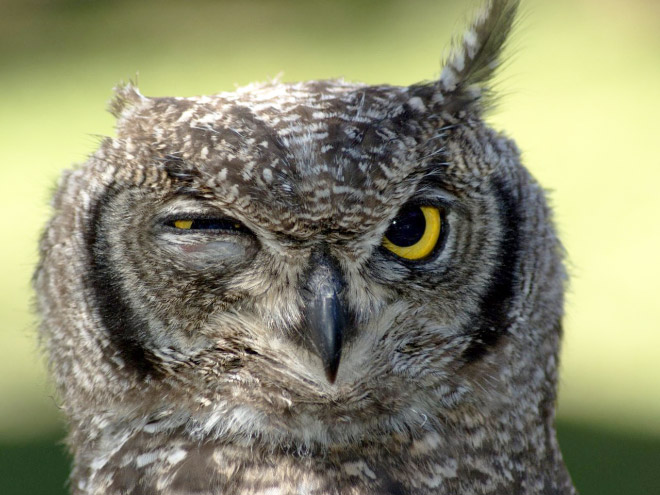 This owl is NOT amused.