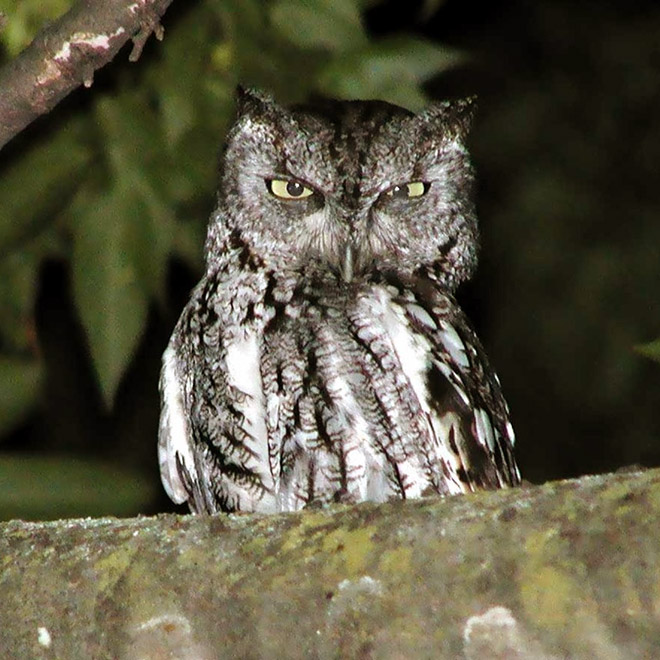 Really angry owl.