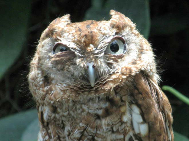 Hilarious angry owl face.