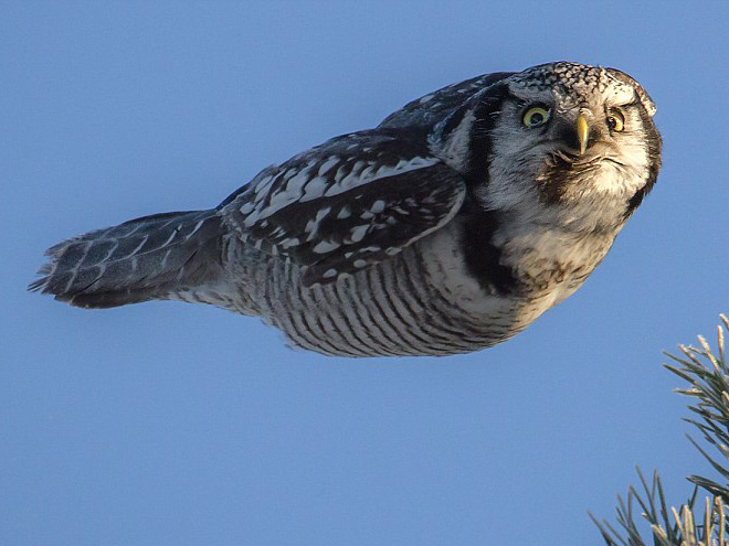 This owl hates you while flying.