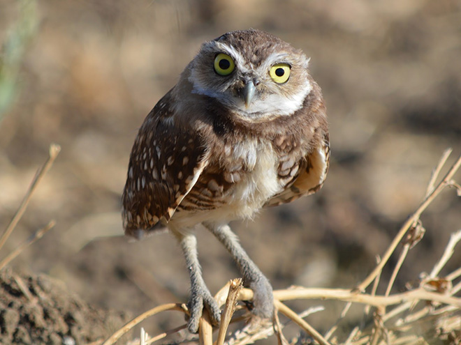 Hilarious angry owl.