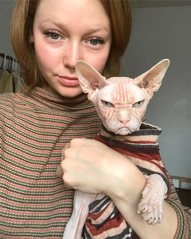 Pictures of Loki the Sphynx, the New Grumpy Cat