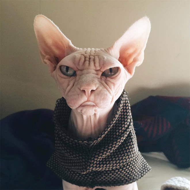 Grumpy sphynx cat.