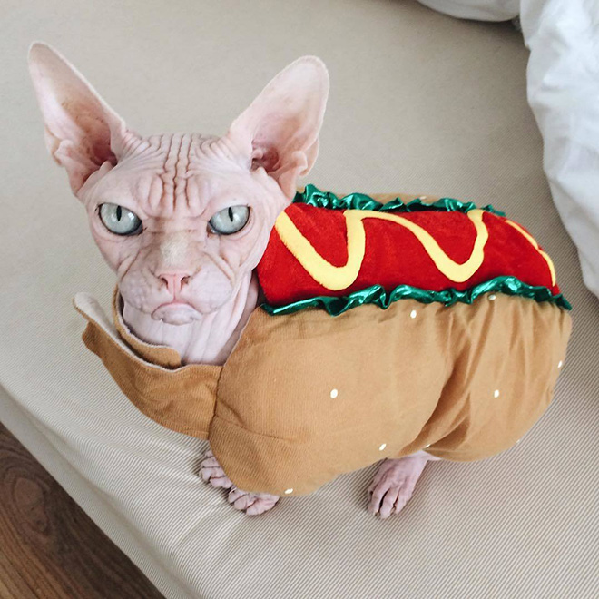 The grumpiest hotdog ever.