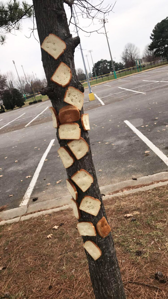 Inbread tree.