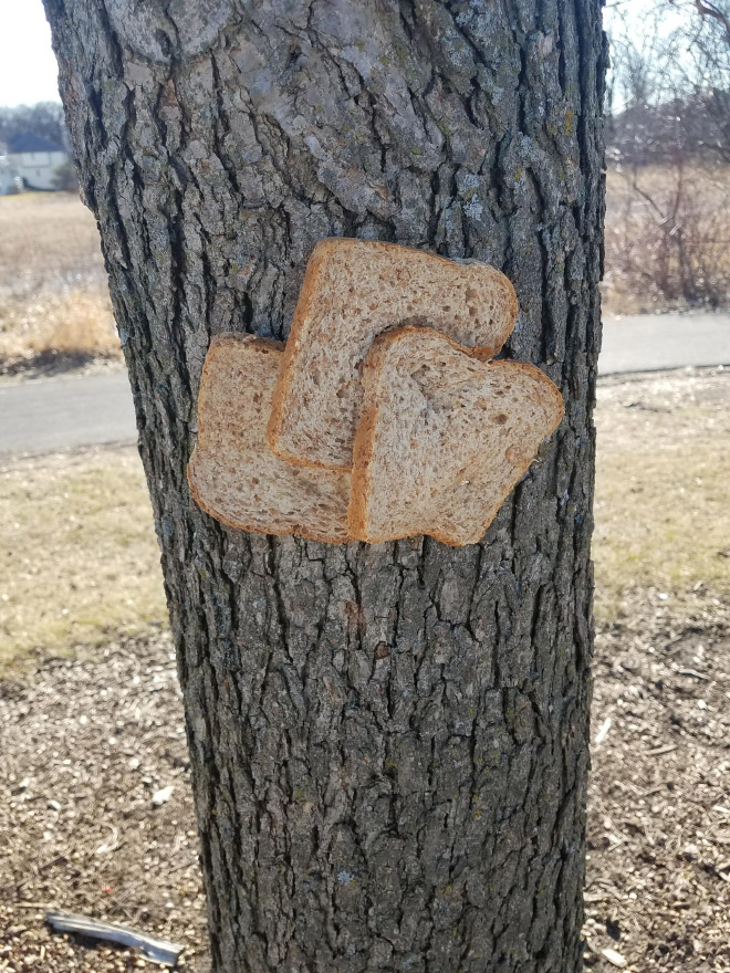 Bread slices stapled to a tree.