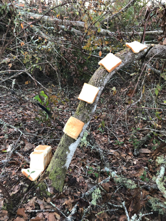 Bread slices stapled to a tree.