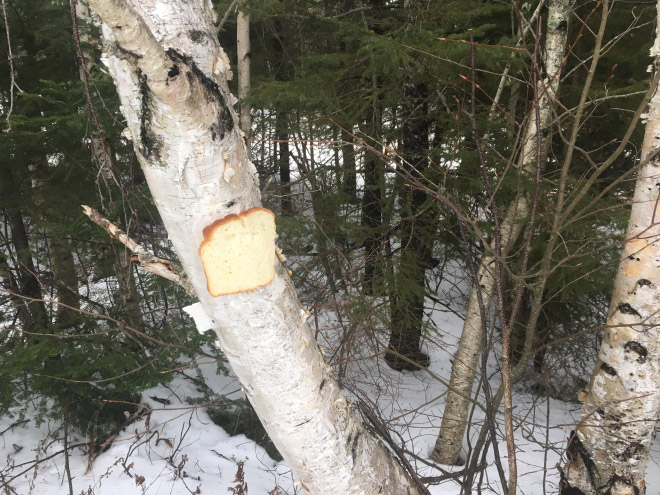 Bread stapled to a tree.