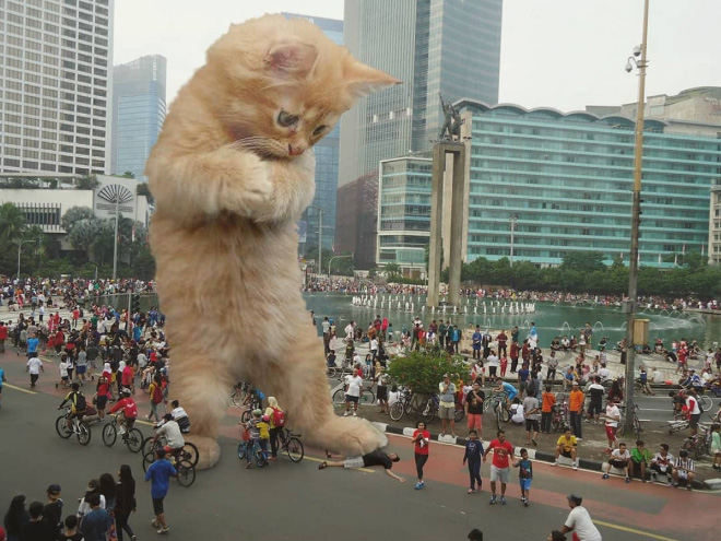 What if huge kittens lived among us?