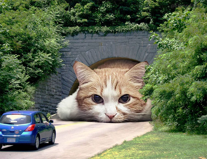 Giant cat blocking the traffic.