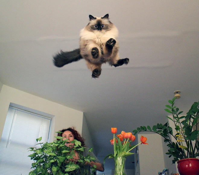 Cat being abducted by UFO.