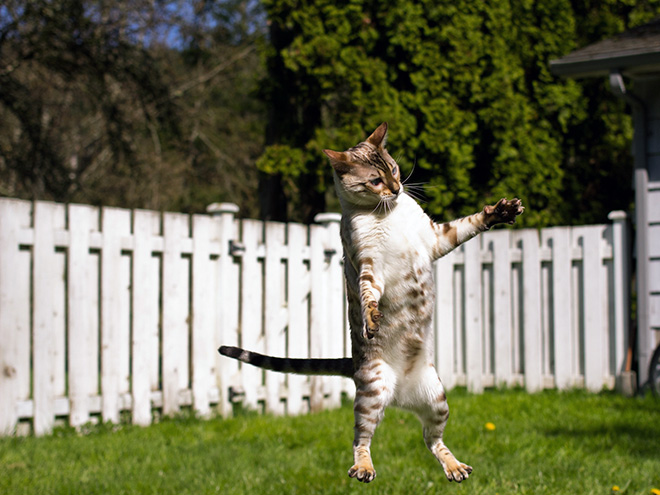 Cat being taken into UFO by aliens.