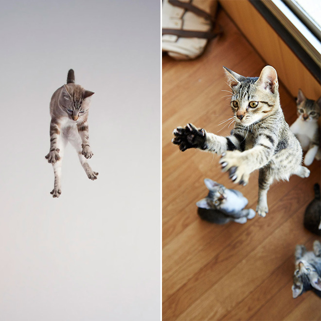 Cats being abducted by aliens.