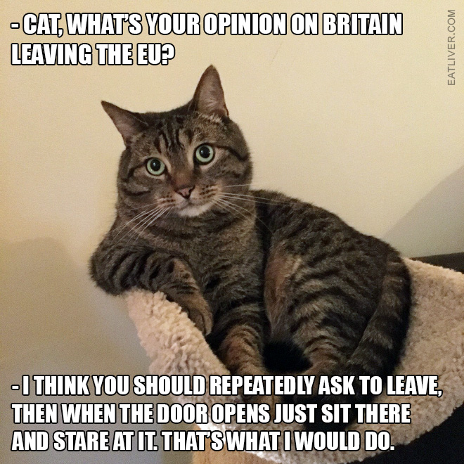 Cat giving advice on Brexit.