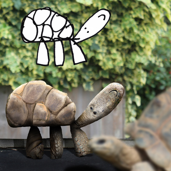 Tortoise doodle recreated as a real living thing.