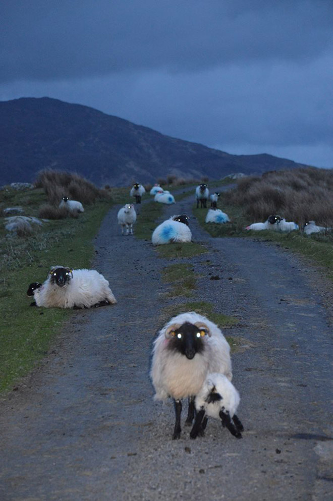 Evil sheep at night.