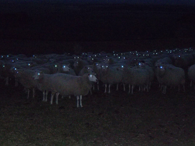Creepy sheep in the night.