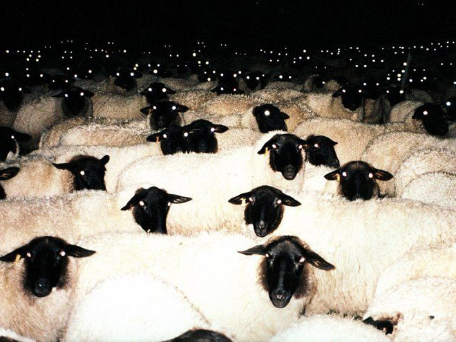 Evil sheep looking at you in the dark.