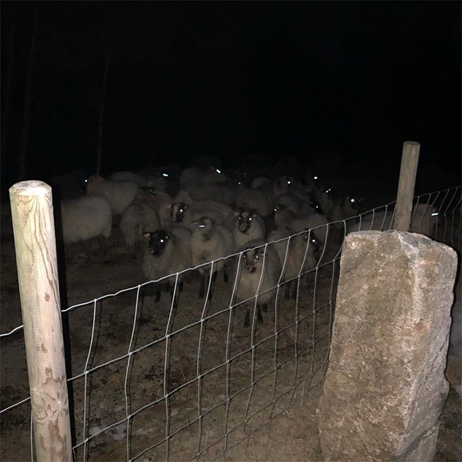 Sheep standing in the dark.