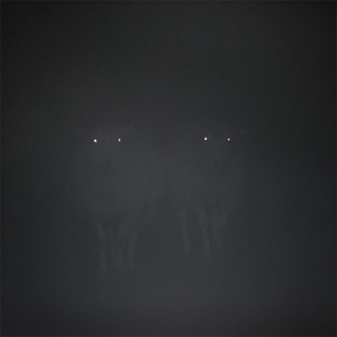 Sheep in the dark fog.