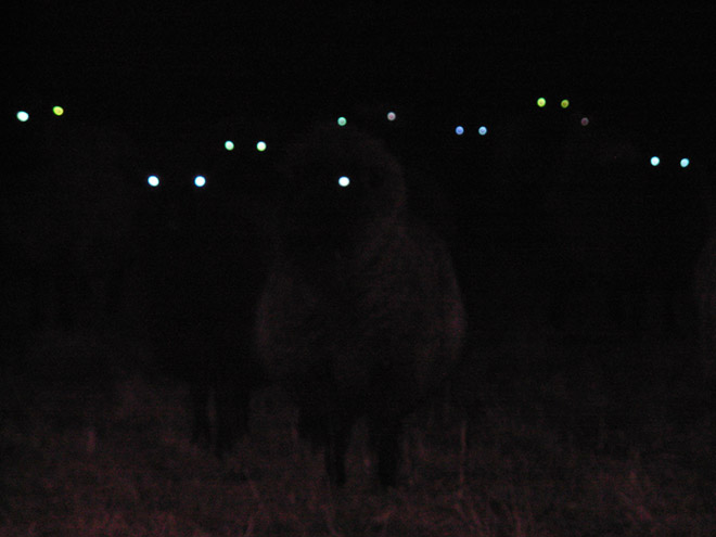 Sheep in the dark.
