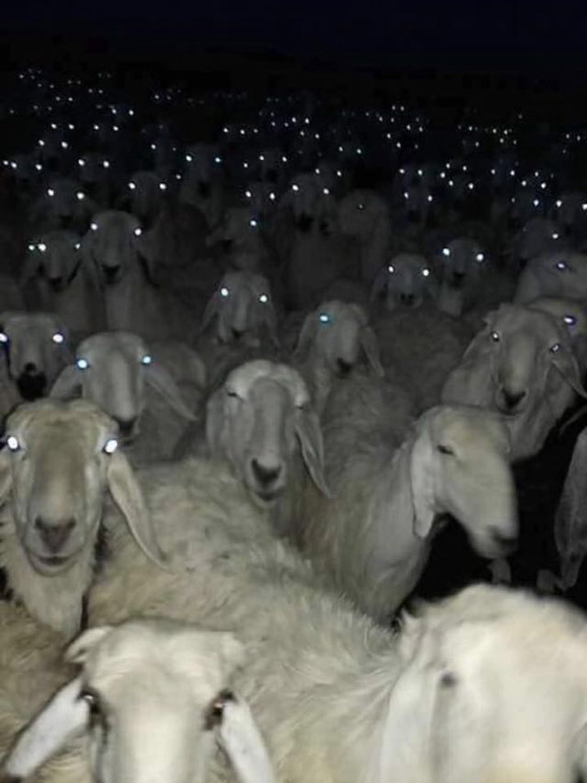 Creepy sheep at night.