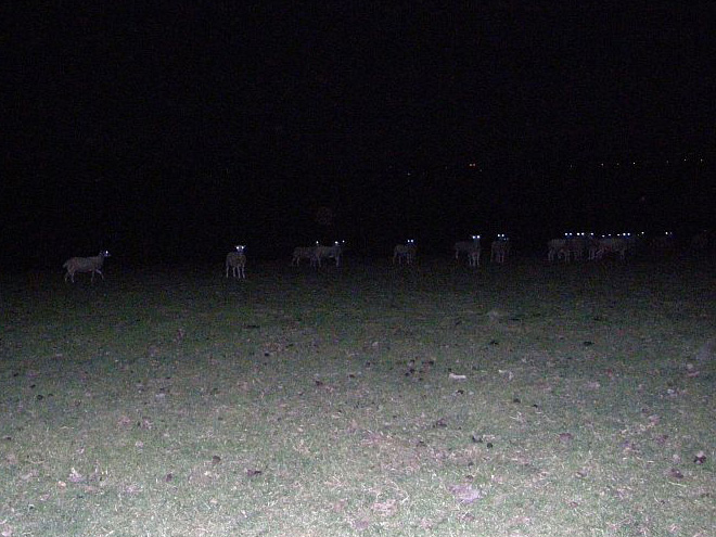 Sheep in the night.