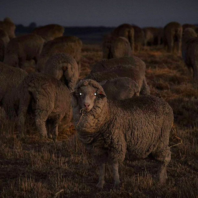 Creepy sheep in the dark.
