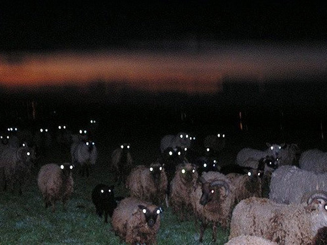 Creepy sheep looking at you in the dark.