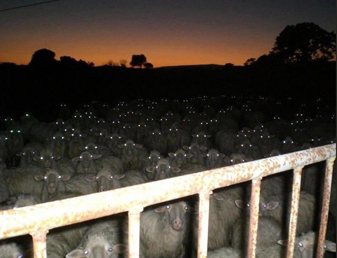 Evil creepy sheep at night.
