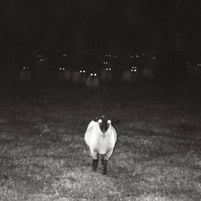 Creepy sheep standing in the dark.