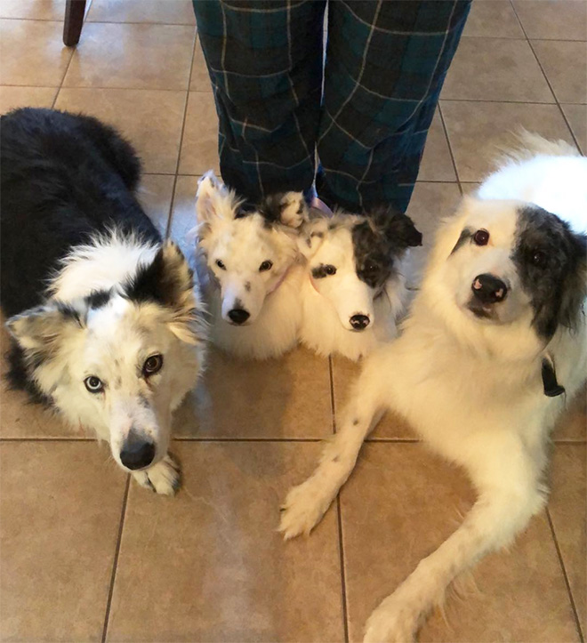 Dogs posing with slippers that look just like them.