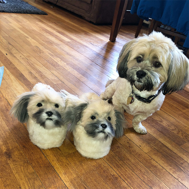 Dog posing with slippers that look just like him.