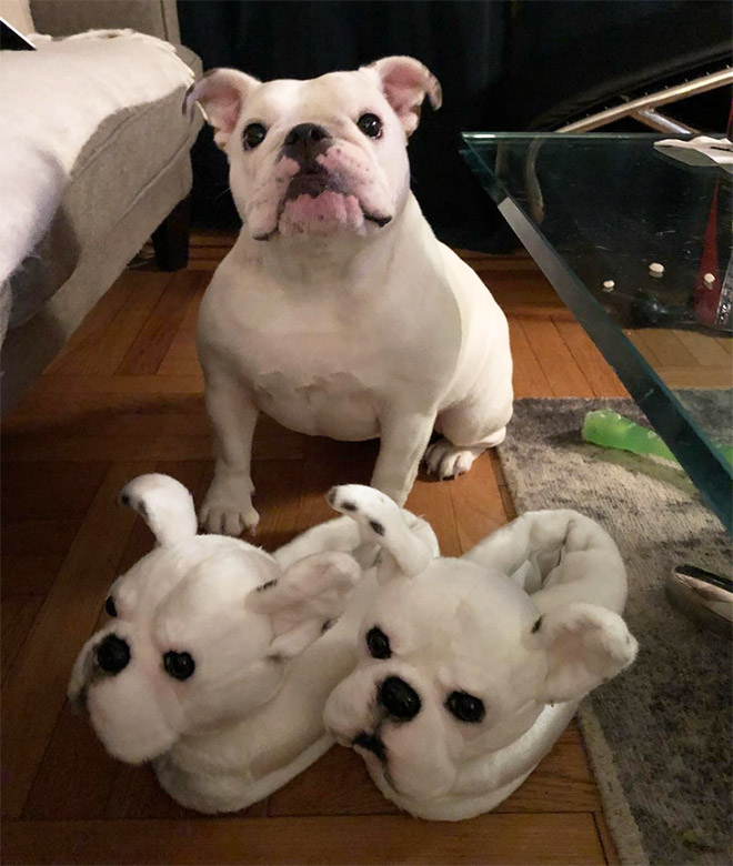 Dog posing with slippers that look just like him.