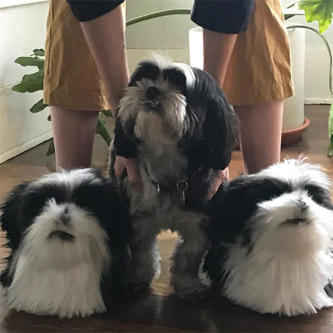 Dog posing with slippers that look just like him.