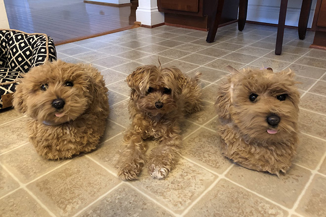 Realistic dog slippers.