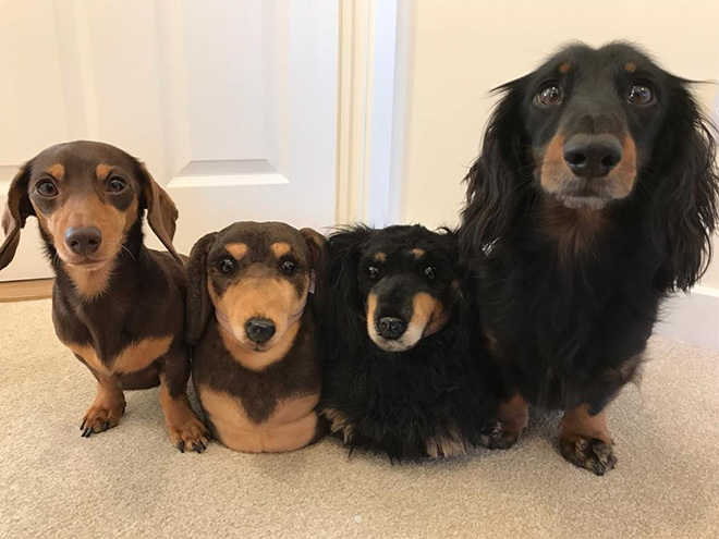 Dogs posing with slippers that look just like them.