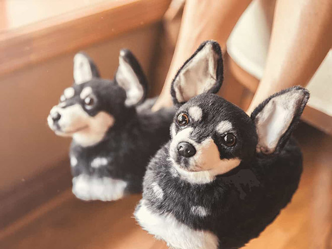 Realistic dog slippers.
