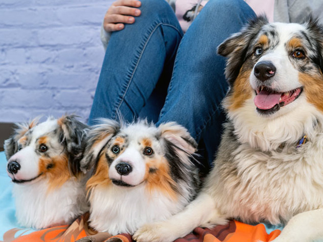 Dog posing with slippers that look just like him.