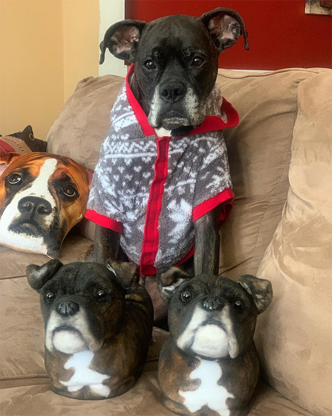 Dog posing with slippers that look just like him.