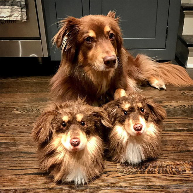 Dog posing with slippers that look just like him.