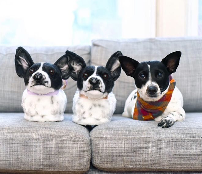 Dog posing with slippers that look just like him.