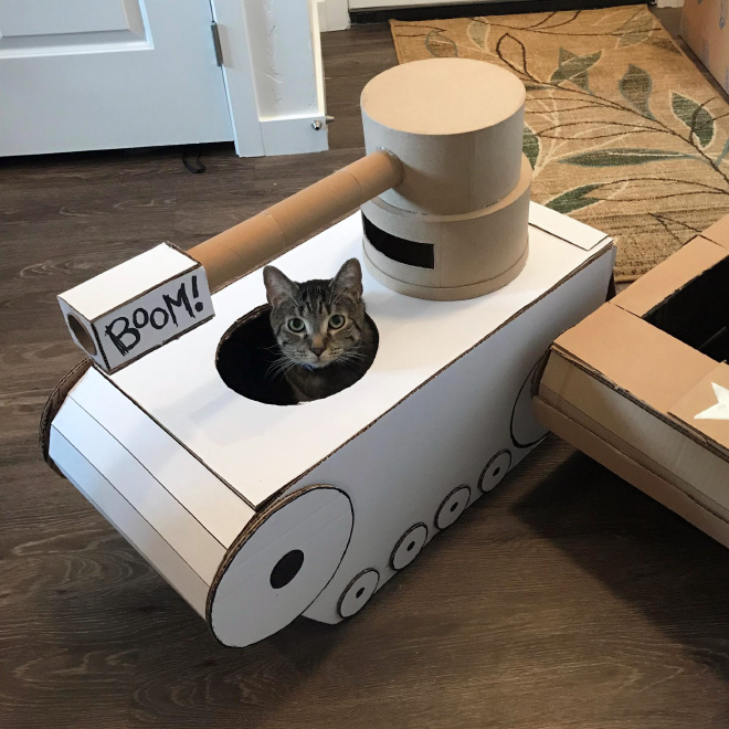 Cat in a cardboard tank.