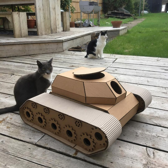 Cat standing near his tank.