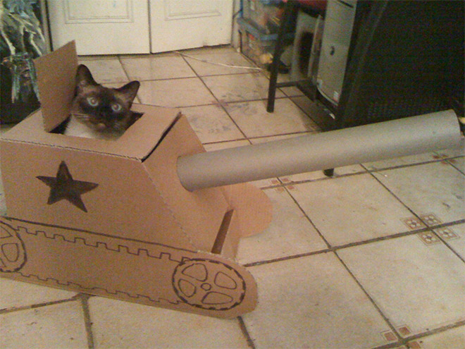 Cat in a soviet army tank.