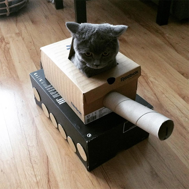 Cat in a cardboard tank.